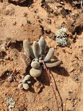 Crassula namaquensis subsp. lutea (Schönl.) Tölken resmi