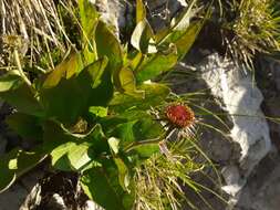 Image of dwarf oxeye