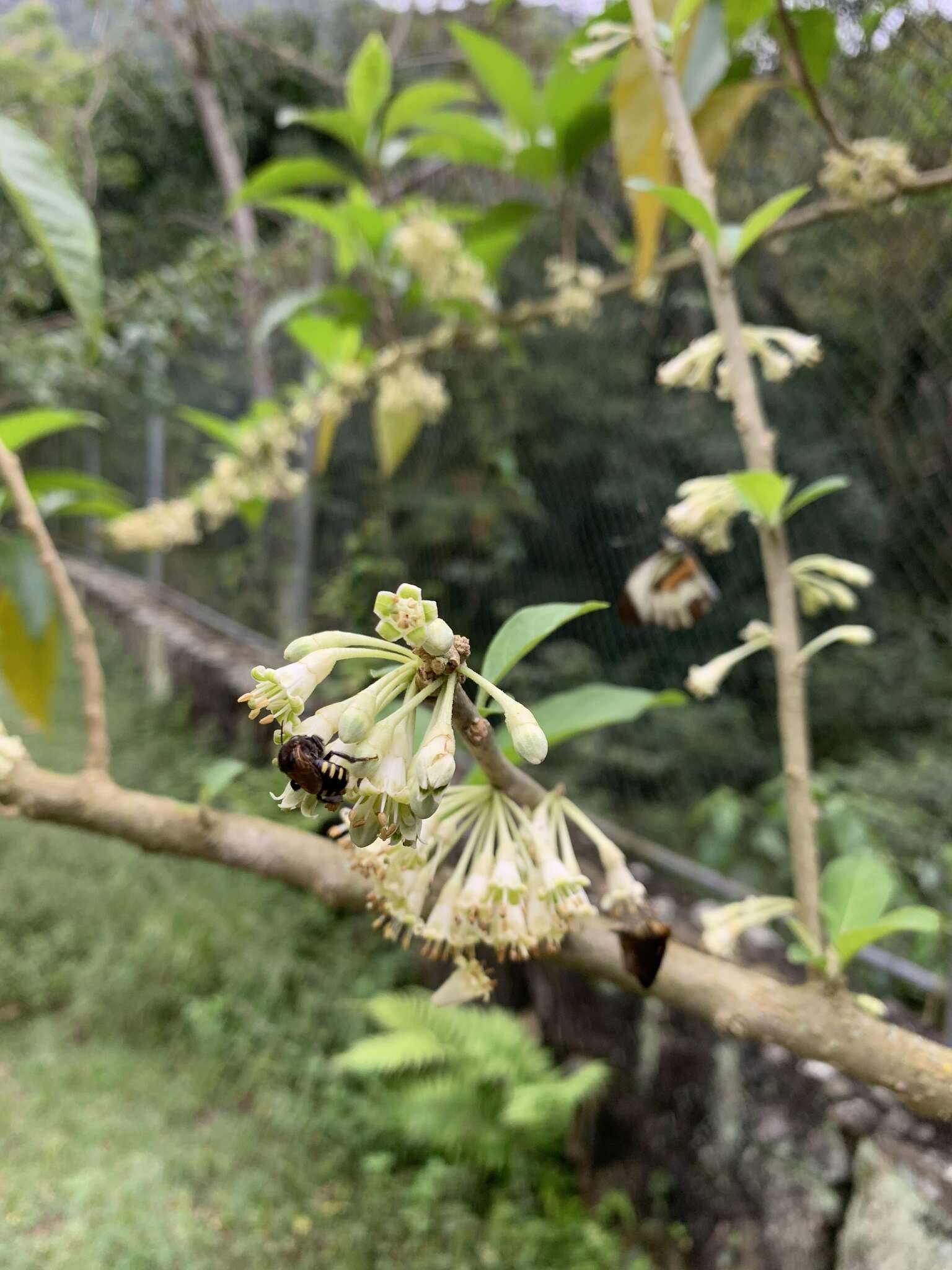 صورة Melipona quadrifasciata anthidioides Lepeletier 1836