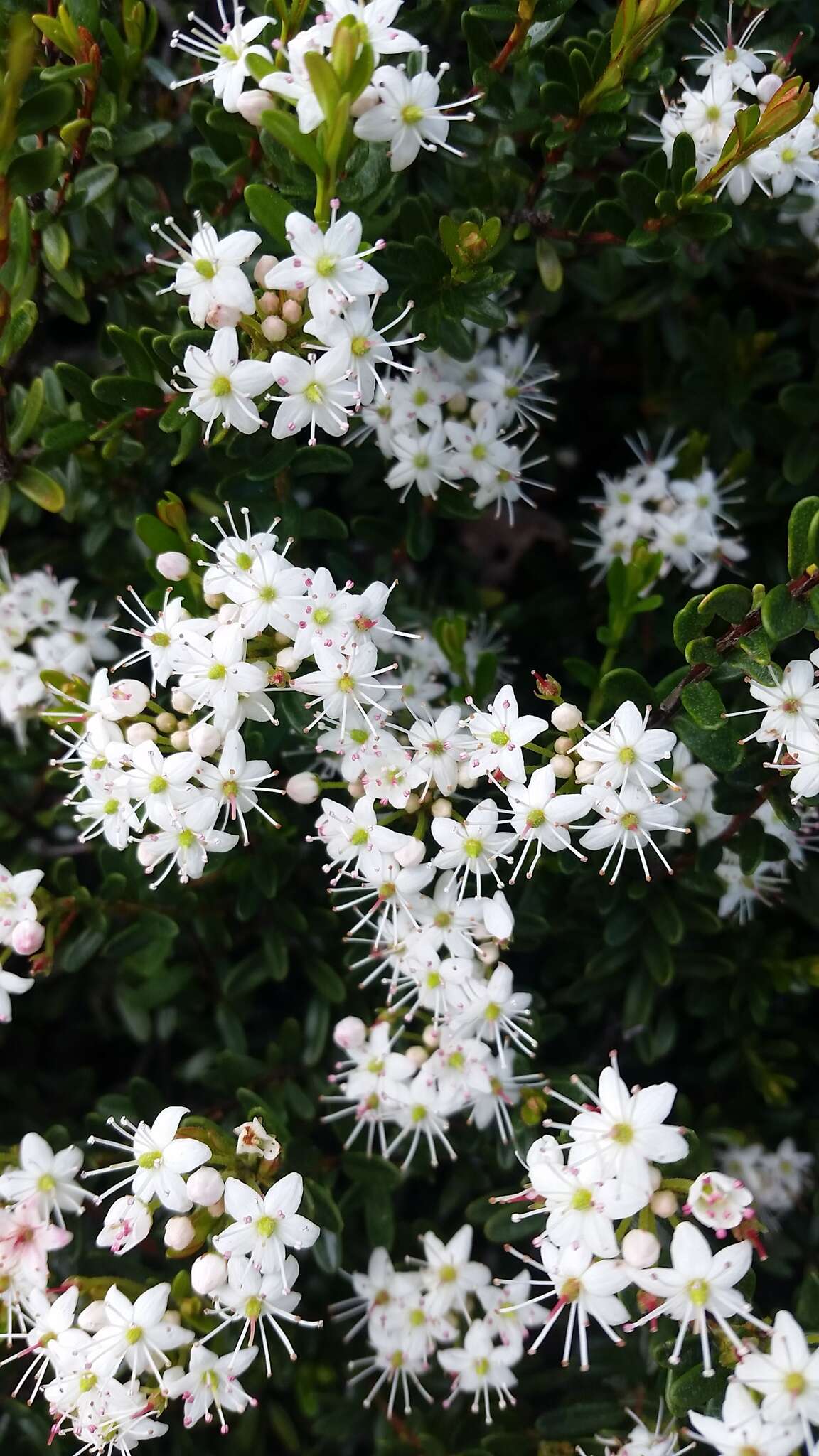 Image of Sand-Myrtle