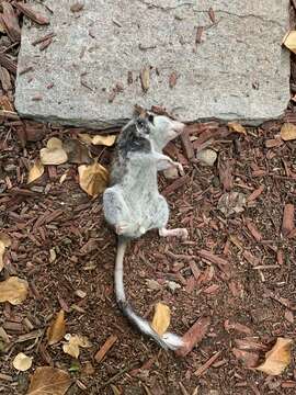 Image of European Garden Dormouse