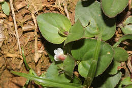 Vandellia diffusa L. resmi