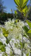 Слика од Chionanthus pygmaeus Small