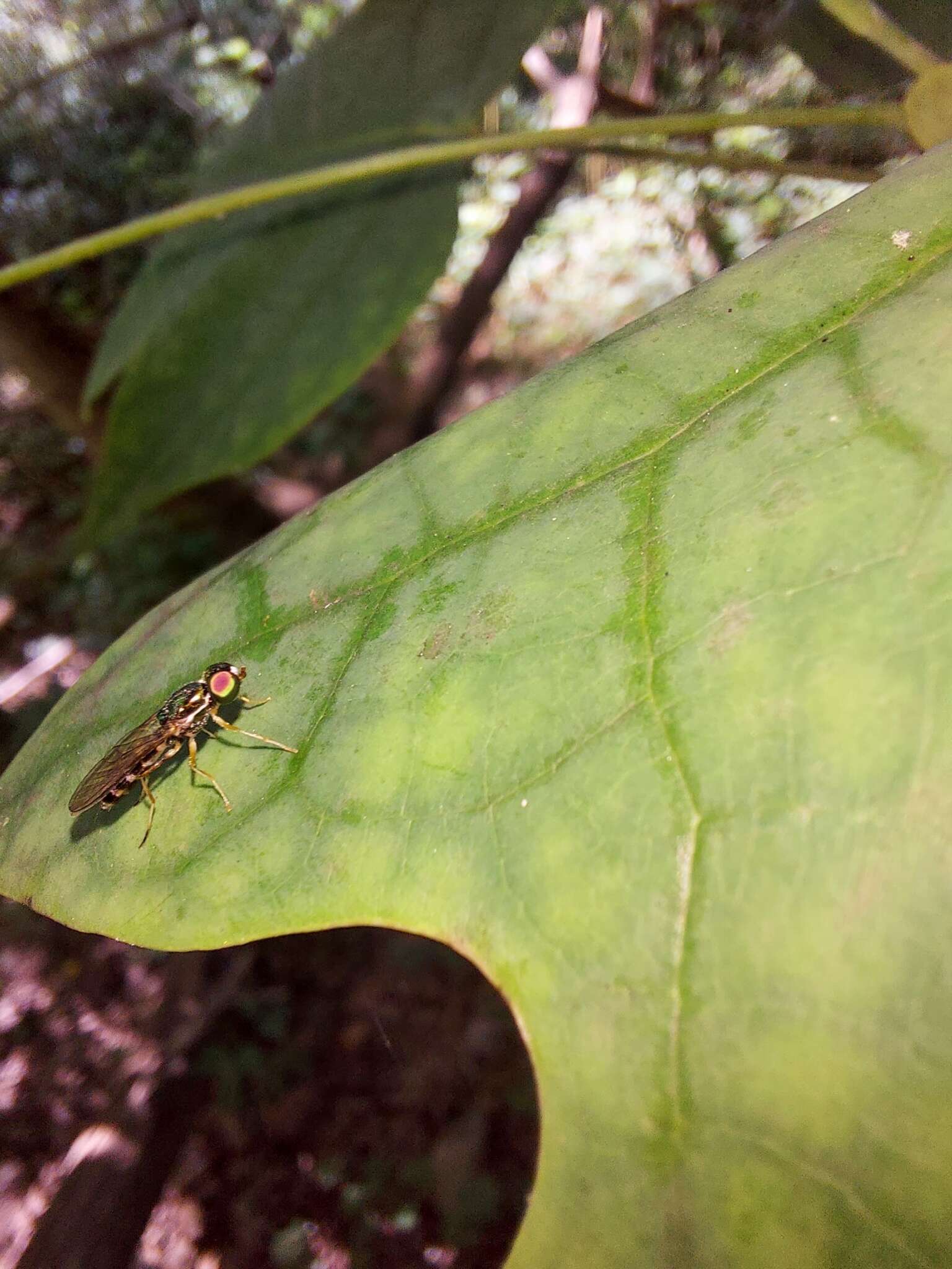 Sargus fasciatus Fabricius 1805 resmi