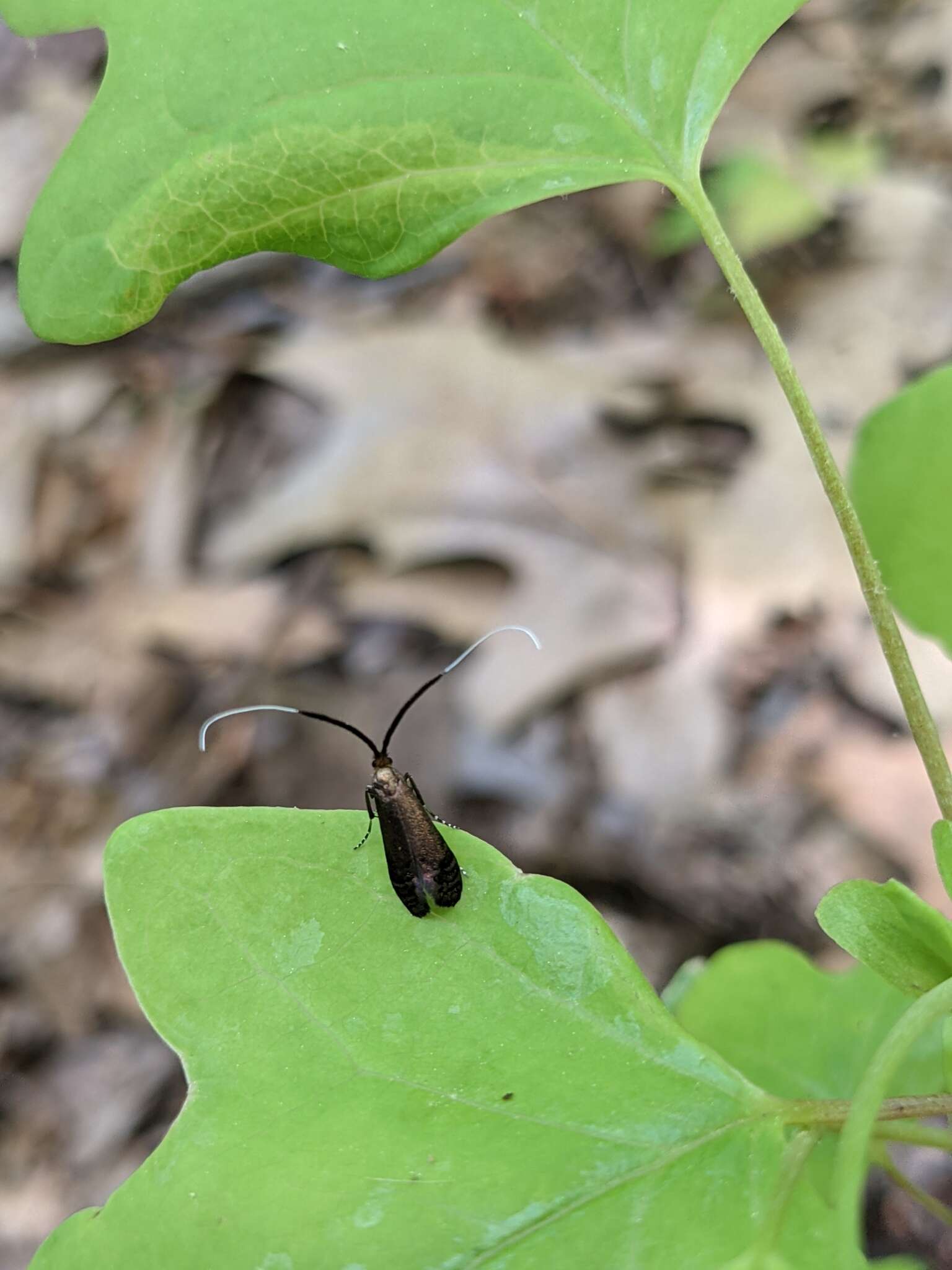 Image of Southern Longhorn Moth