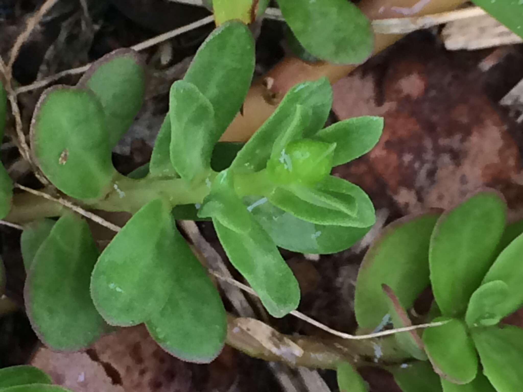 Image of native yellow purslane