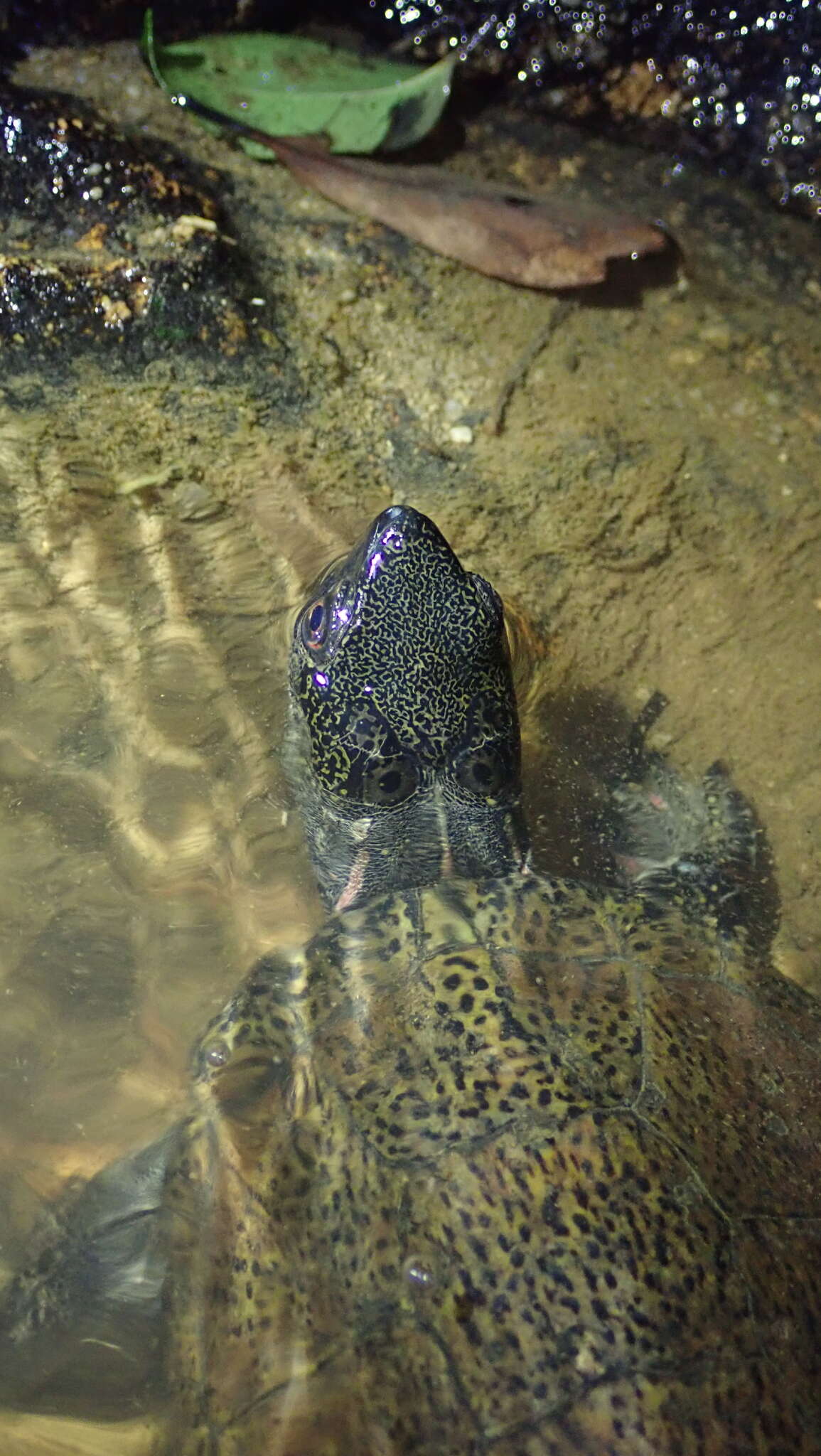 Image of Beale's Eyed Turtle