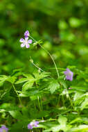 Image of spotted geranium