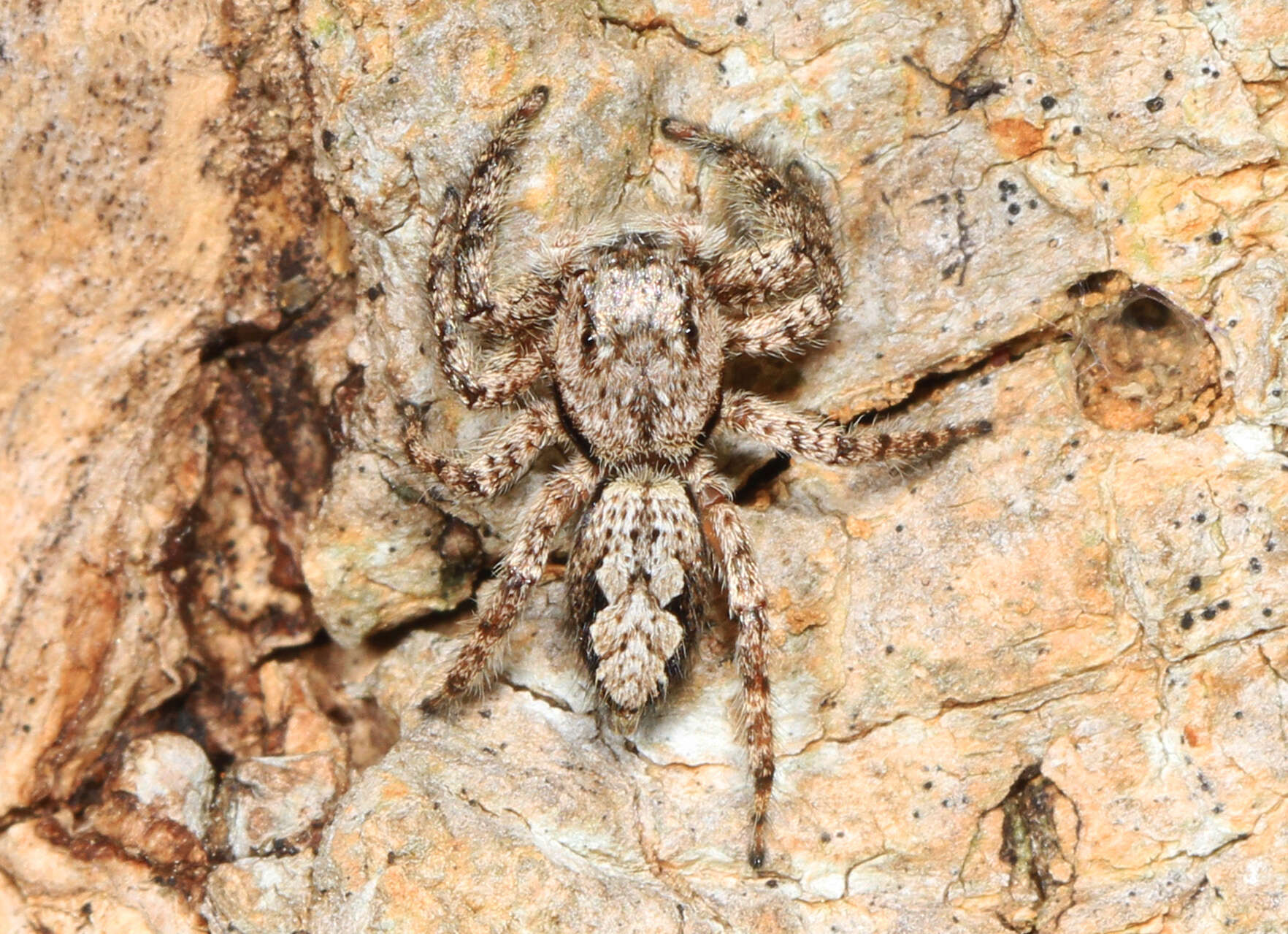 Image of Platycryptus