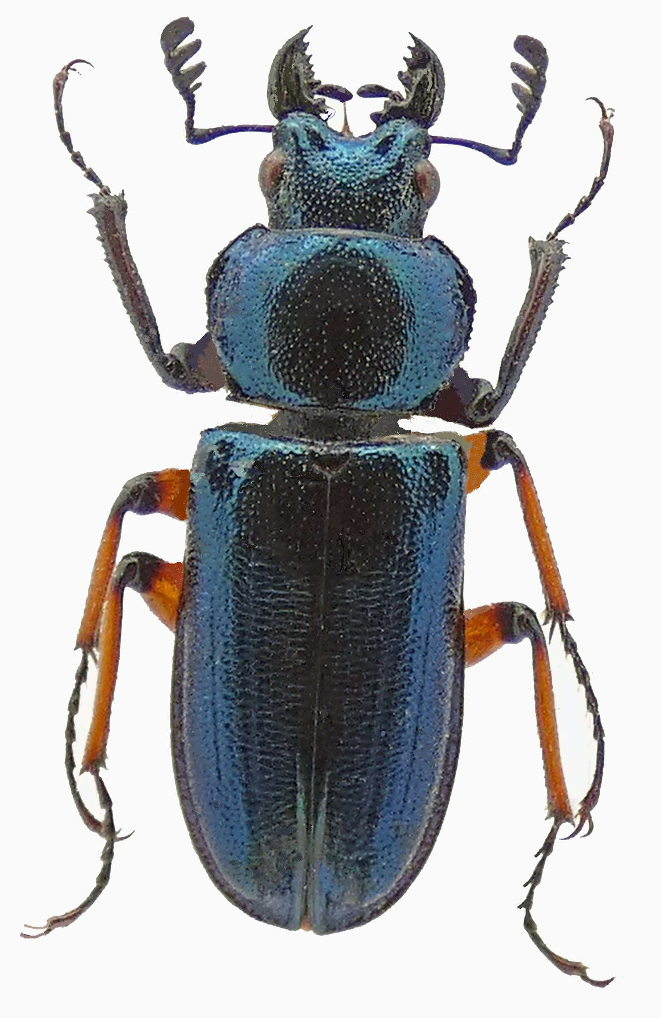 Image of Platycerus albisomni Kubota, Kubota & Otobe 2008