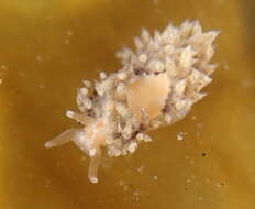 Image of Emarcusia morroensis Roller 1972