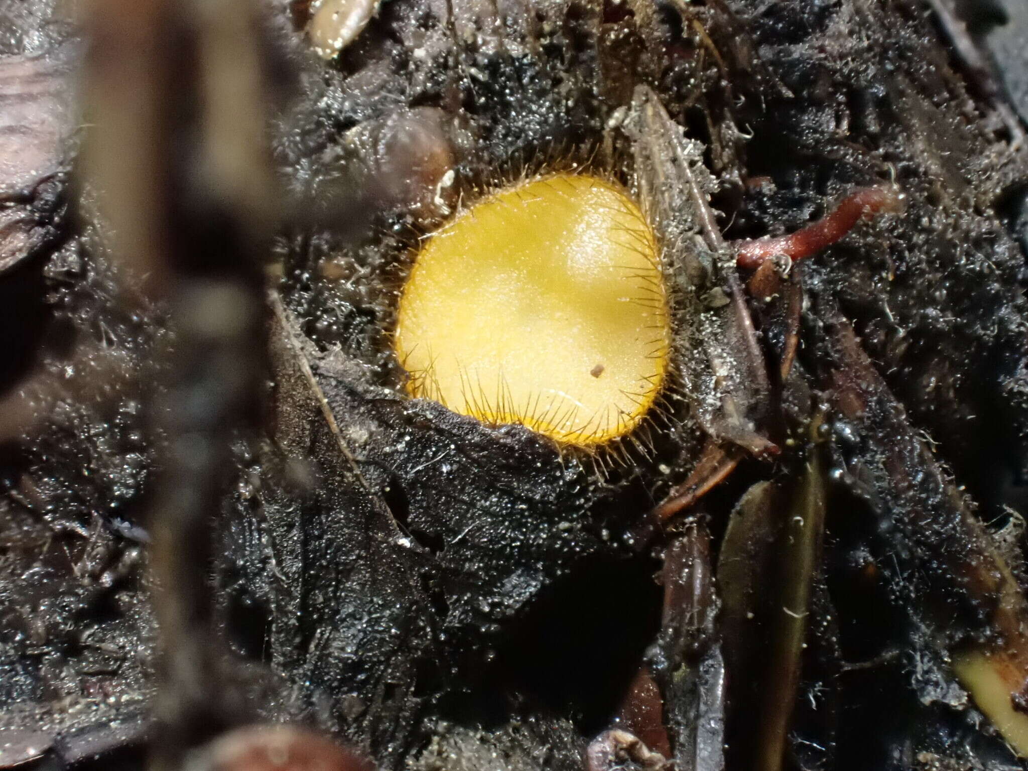 Image of Cheilymenia stercorea (Pers.) Boud. 1907