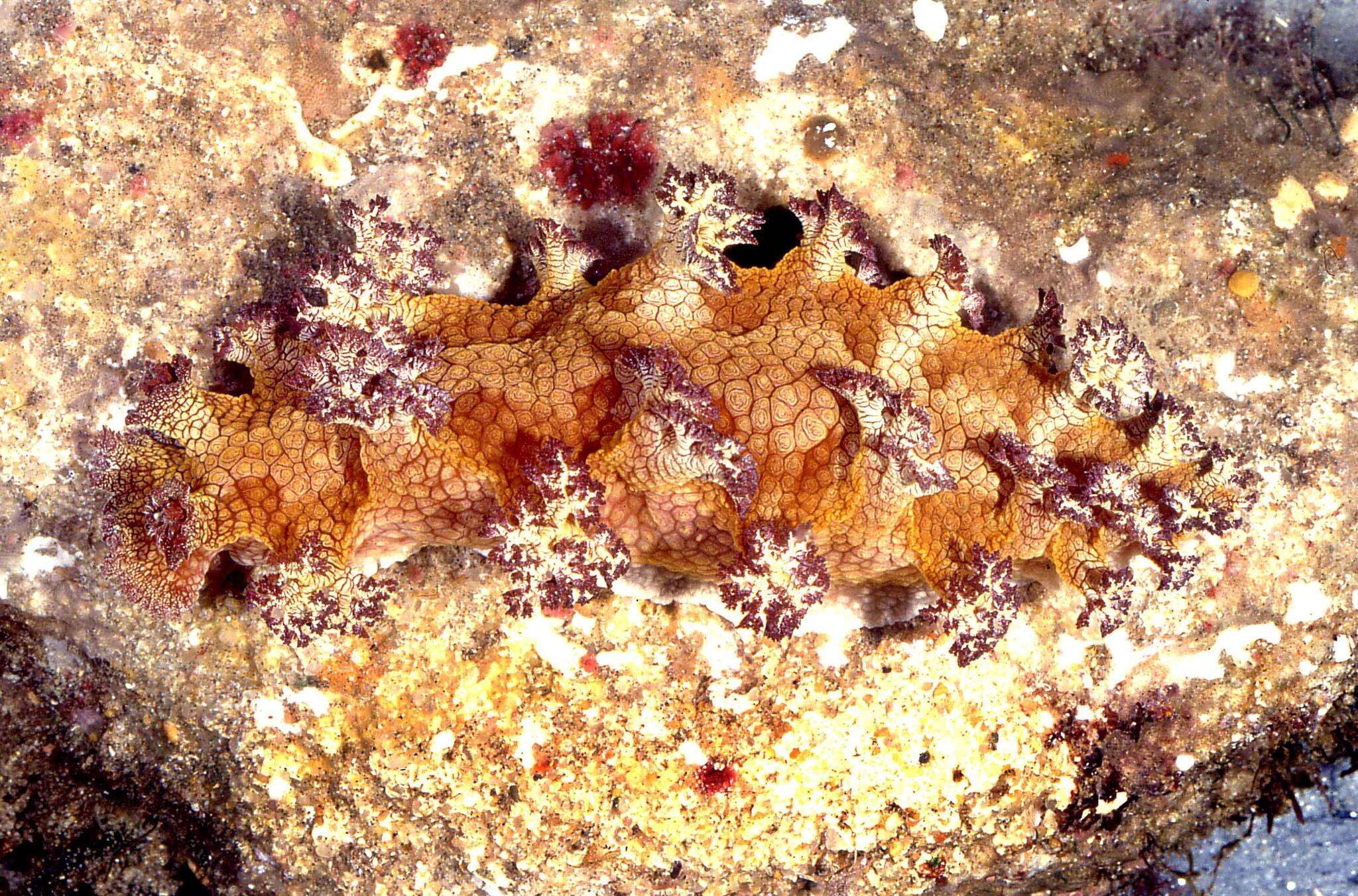 Plancia ëd Marionia rubra (Rüppell & Leuckart 1828)