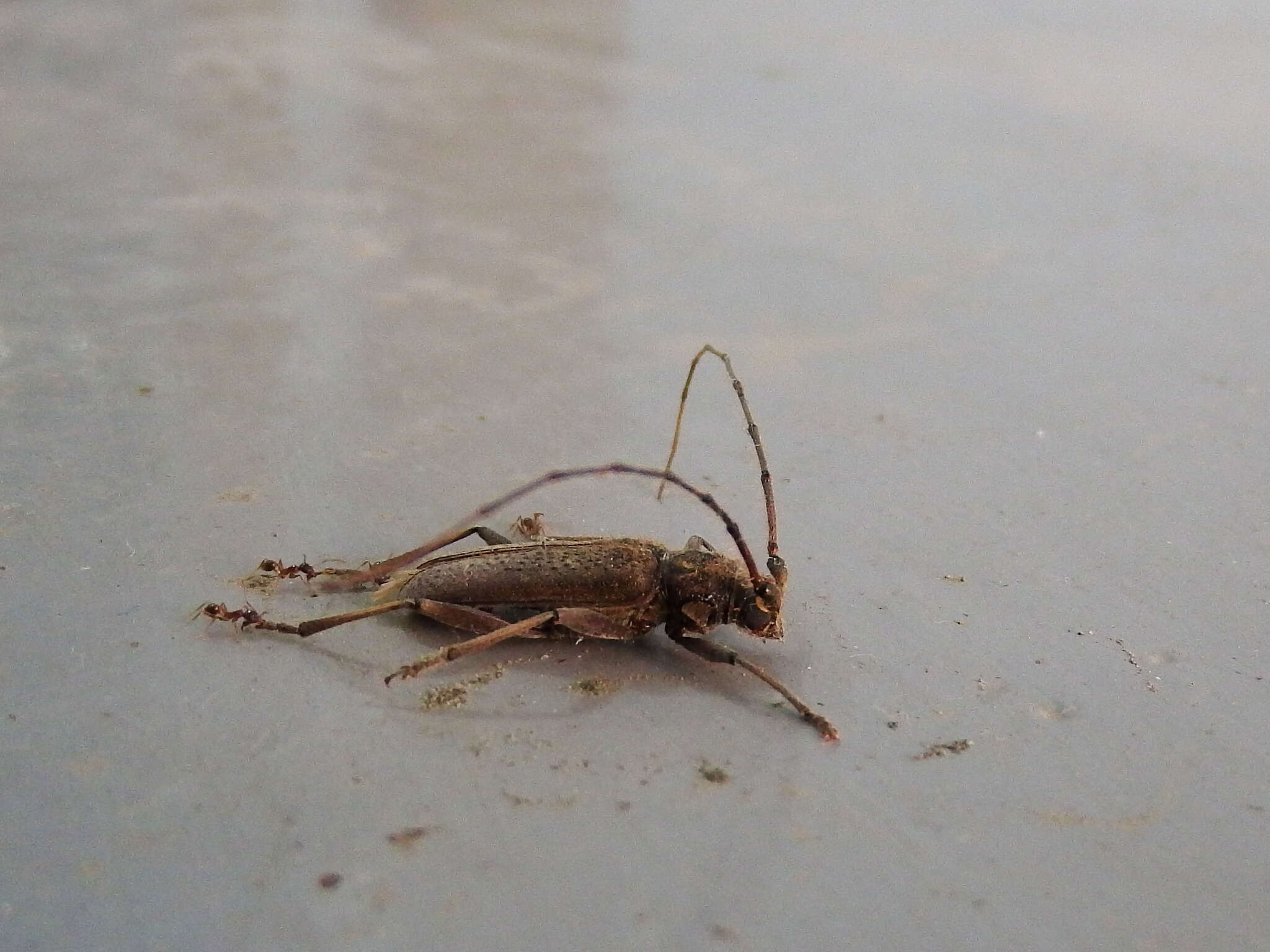 Image of Long-horned beetle