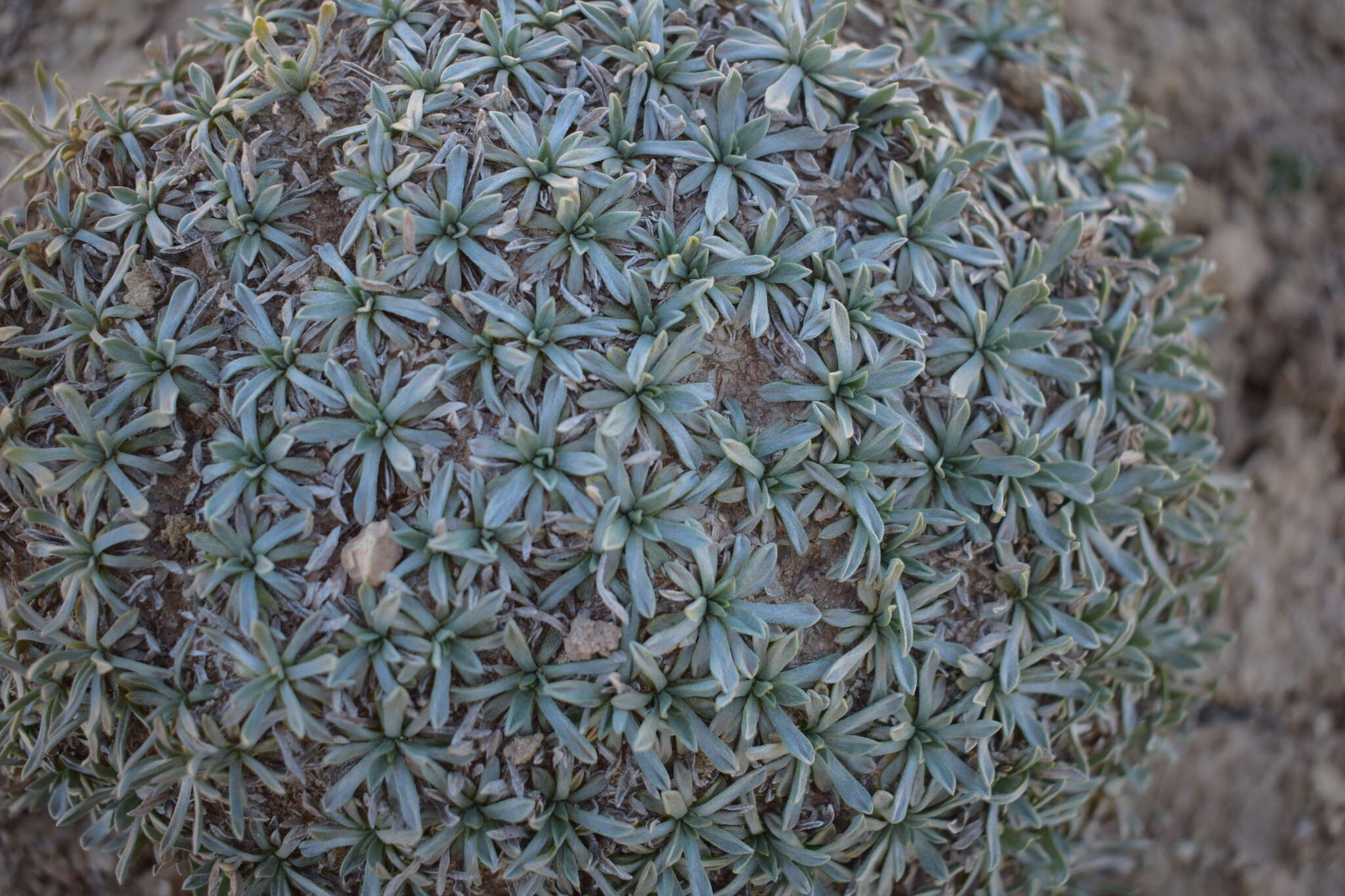 Image of Catananche caespitosa Desf.