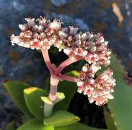 Image of Crassula perfoliata var. heterotricha (Schinz) Tölken