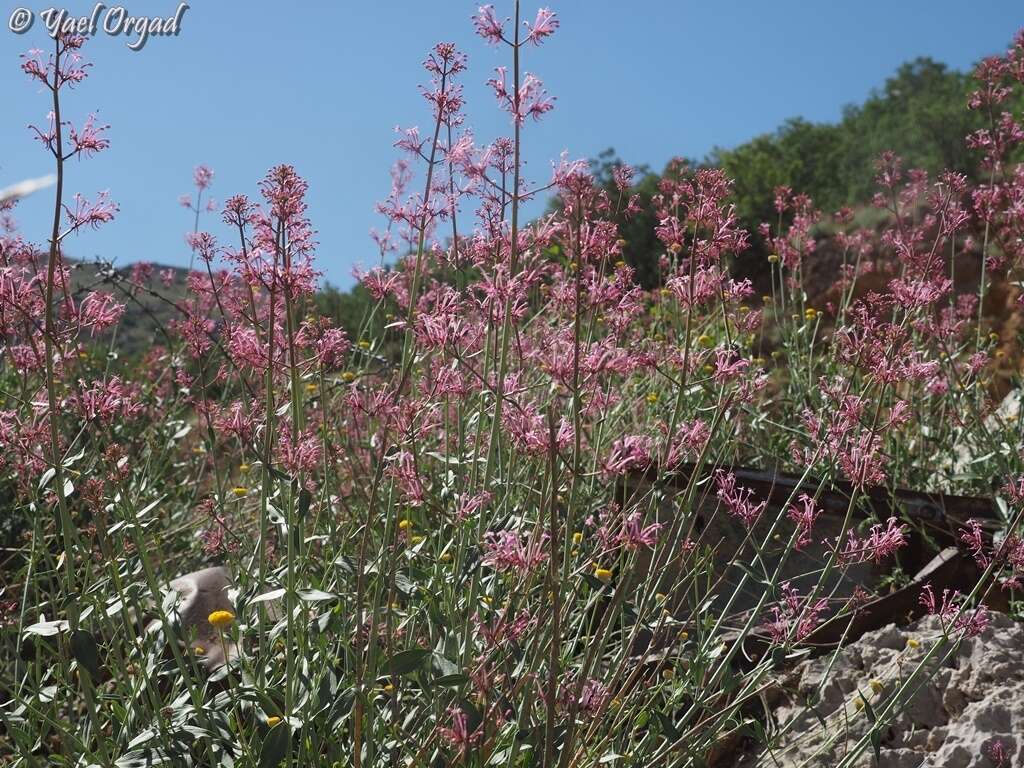 Image of Centranthus longiflorus Stev.