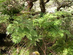 Image of Woolly Tree Fern