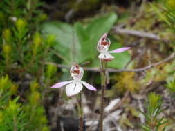 Image of Mauve Fingers