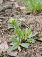 Image of woodland draba