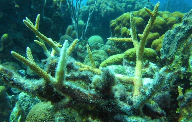 Image of Staghorn Coral