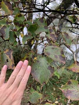 Image of Viburnum furcatum Bl. ex Hook. fil. & Thoms.