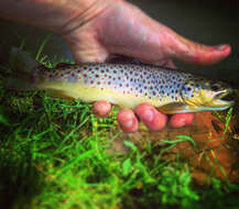 Image of Brown Trout