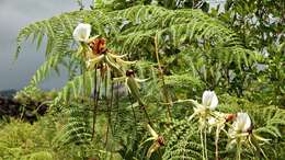 Image of Angraecum eburneum subsp. superbum (Thouars) H. Perrier