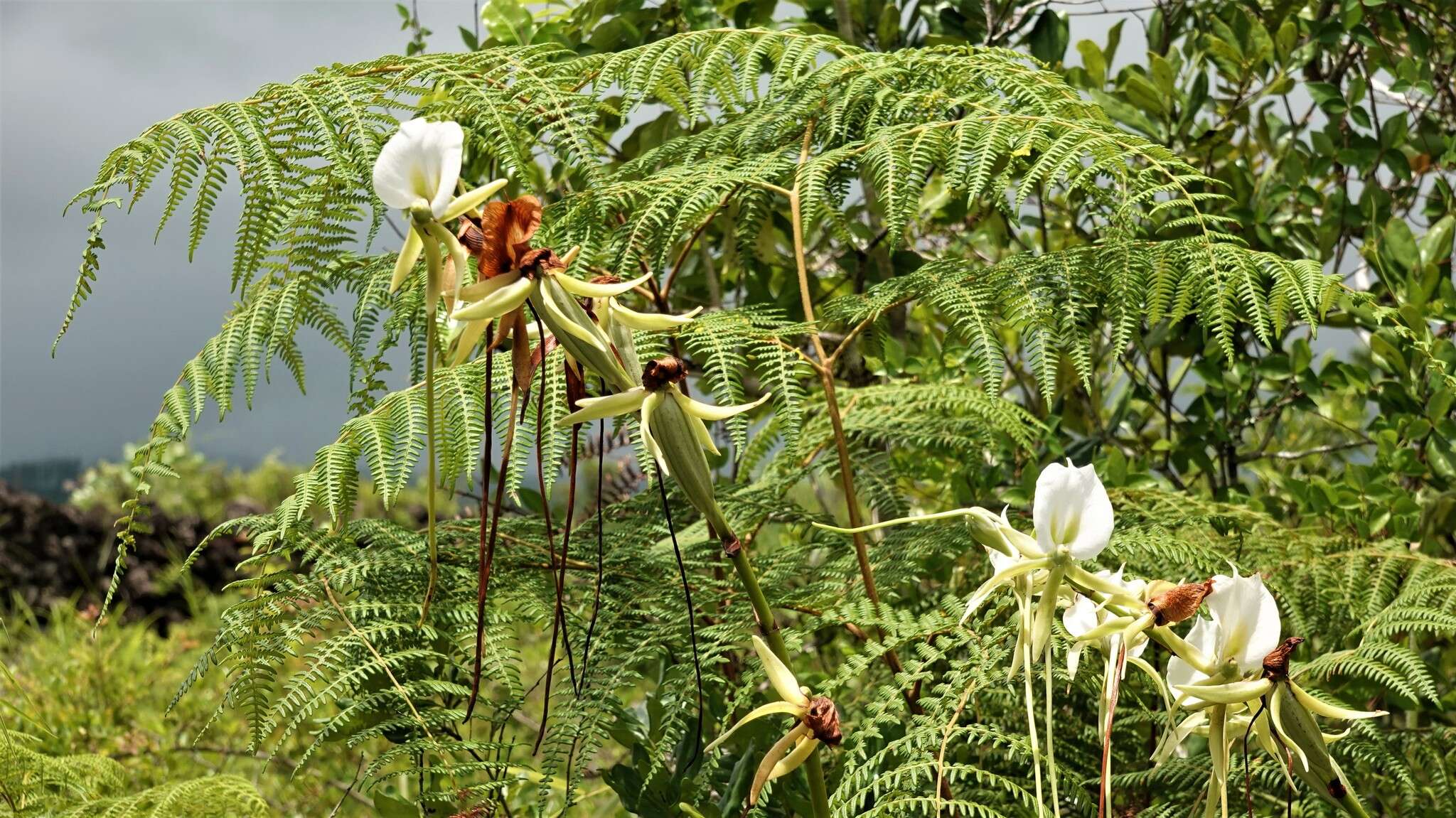 Image of Angraecum eburneum subsp. superbum (Thouars) H. Perrier