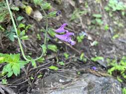 Salvia przewalskii Maxim. resmi