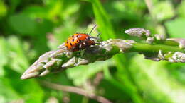 Image of Spotted asparagus beetle