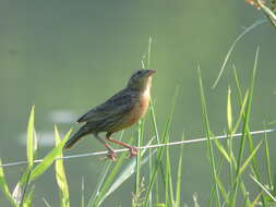 Image of Red-breasted Blackbird