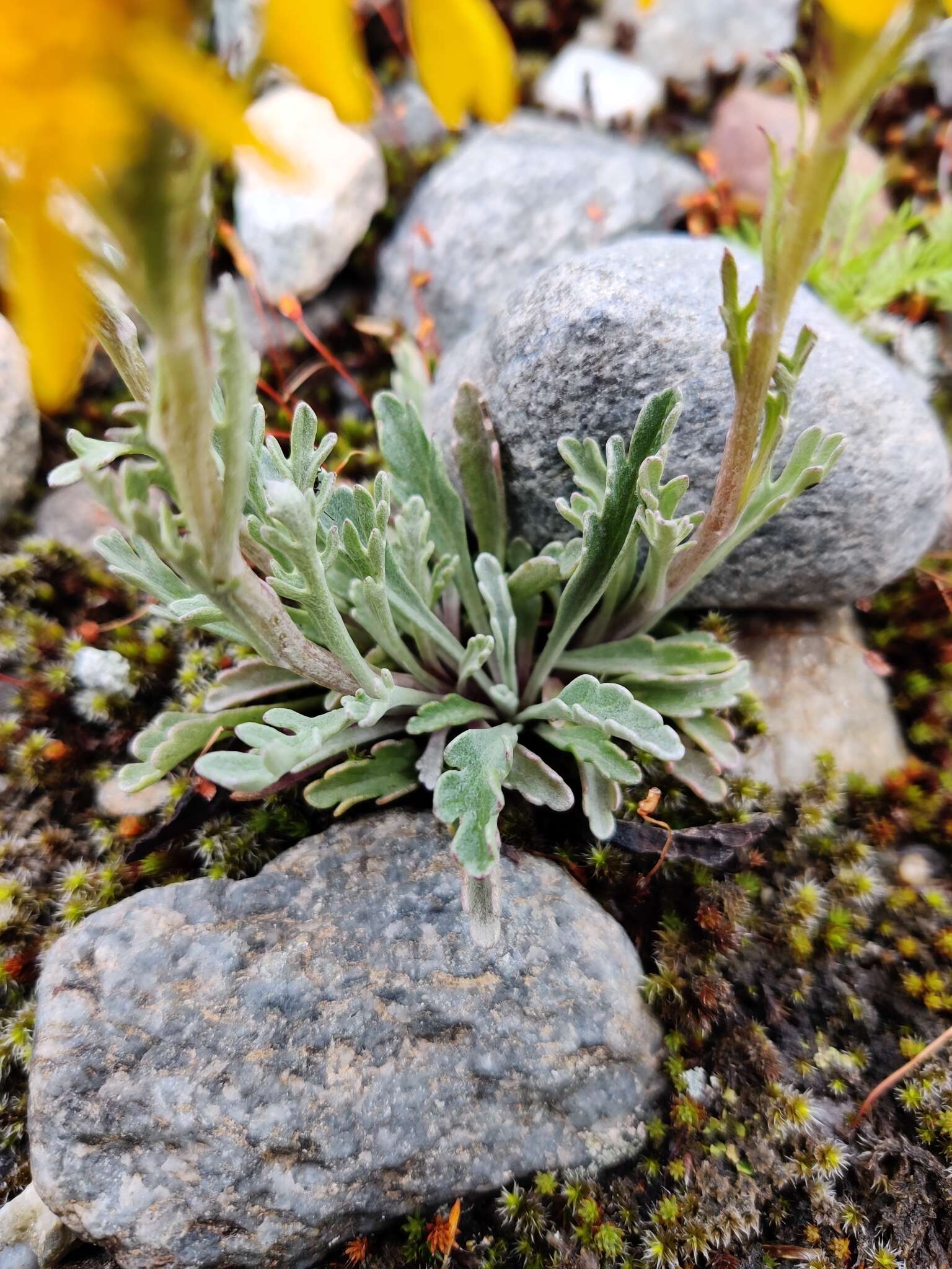 Image of Jacobaea carniolica (Willd.) Schrank