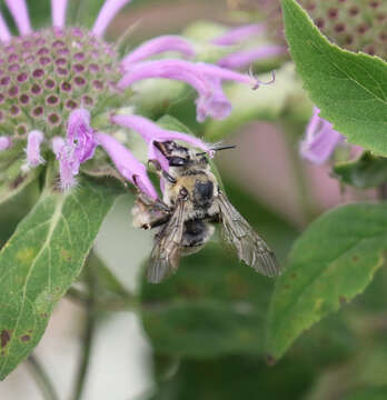 Image of Western Anthophora