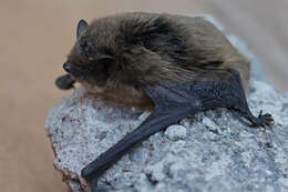 Image of Nathusius' Pipistrelle