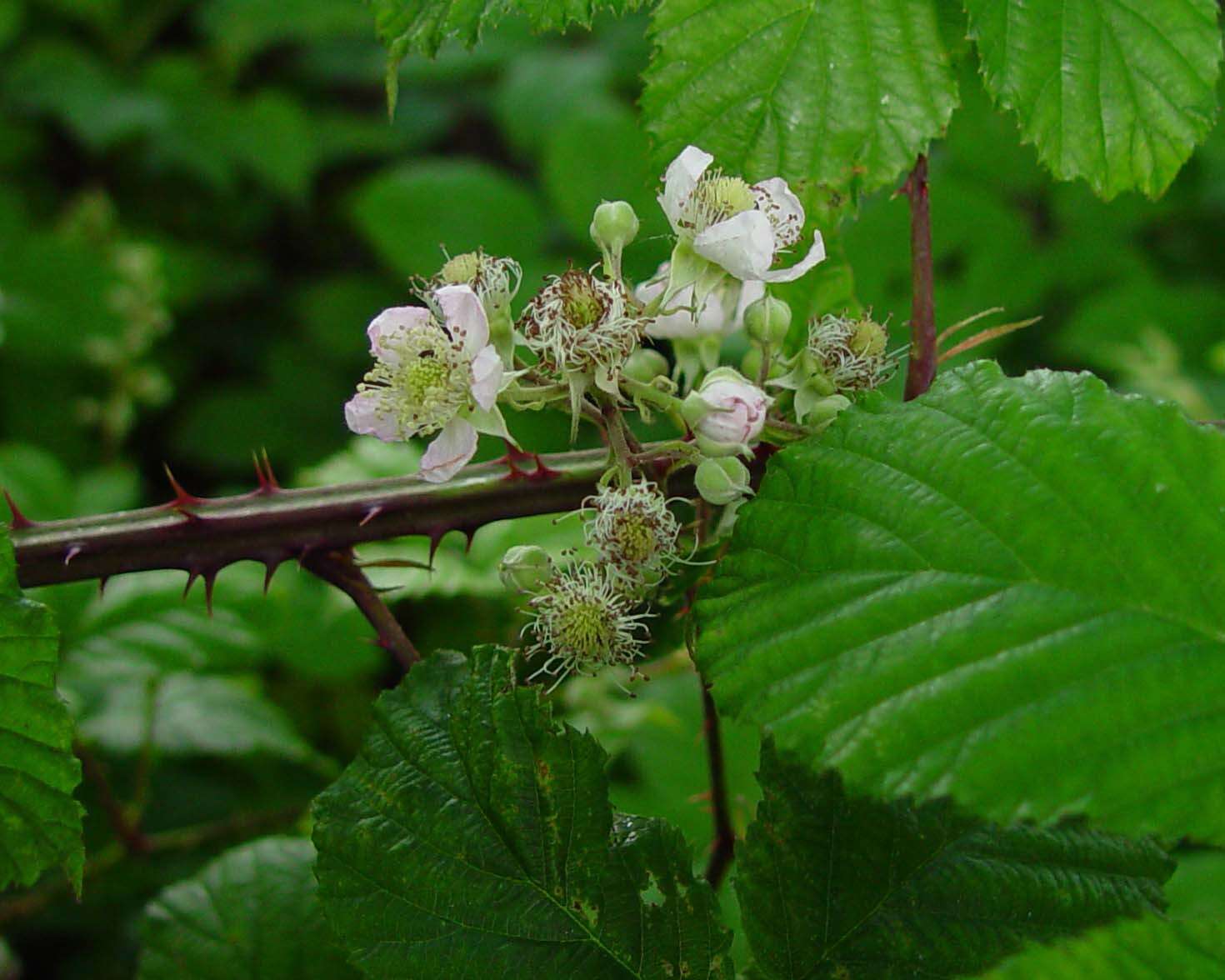 Sivun Rubus elegantispinosus (Schumacher) H. E. Weber kuva