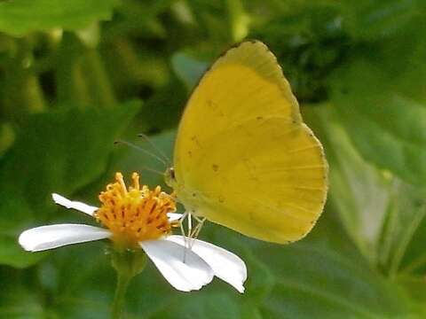 Image de Eurema blanda (Boisduval 1836)