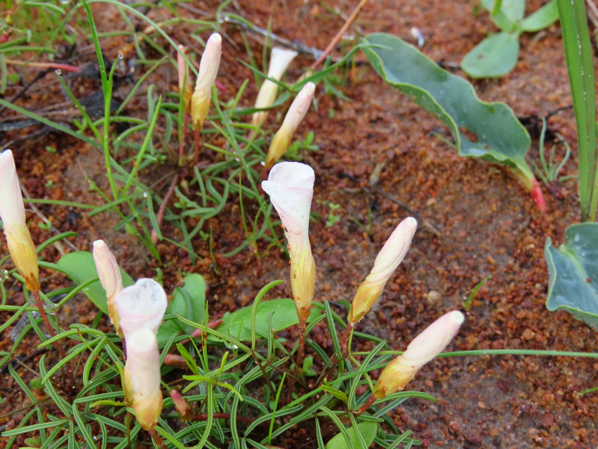 Imagem de Oxalis stictocheila Salter