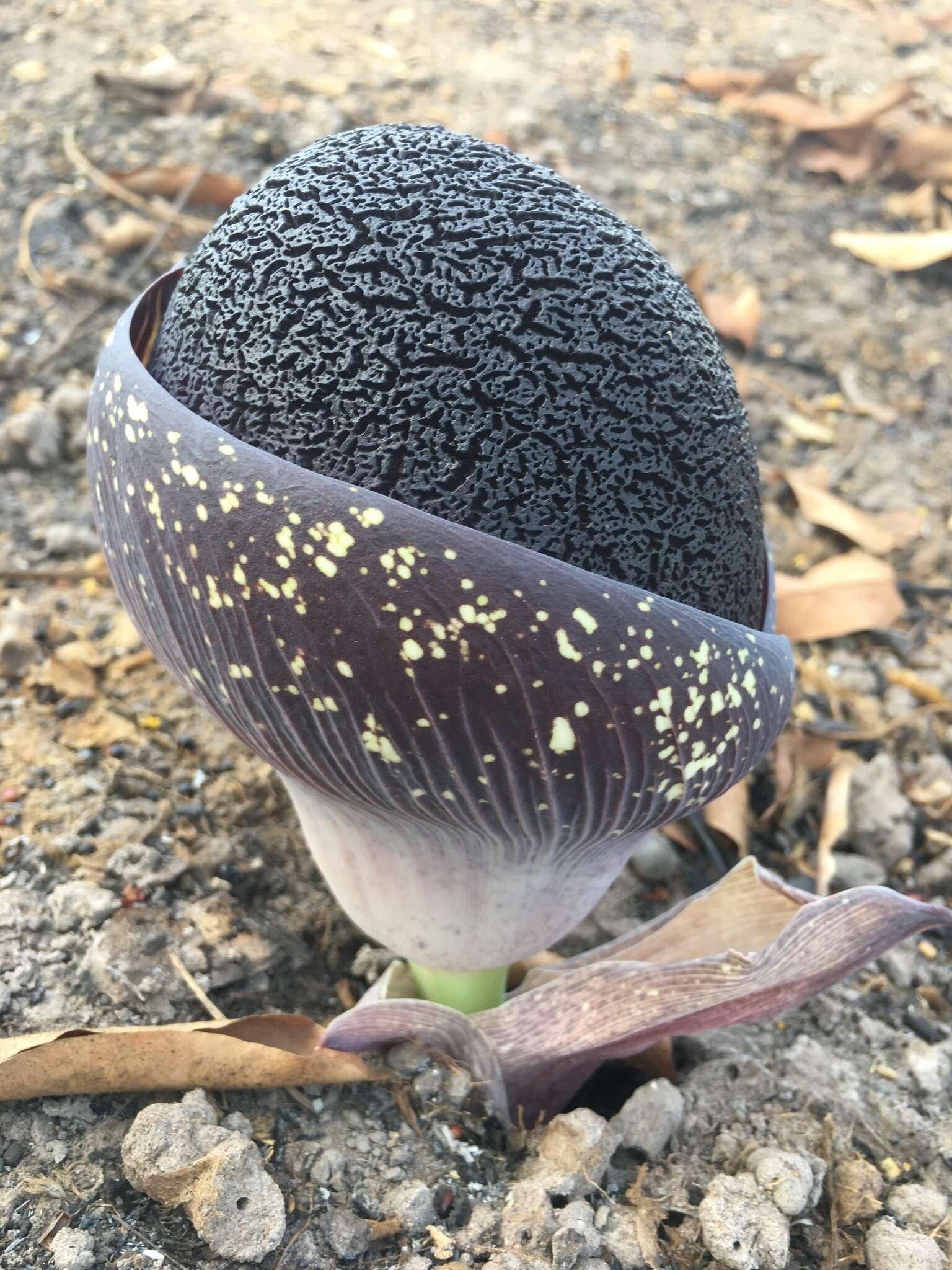 Image of Amorphophallus aphyllus (Hook.) Hutch.