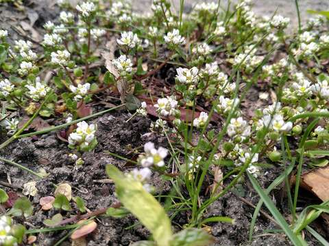 Image of early scurvygrass