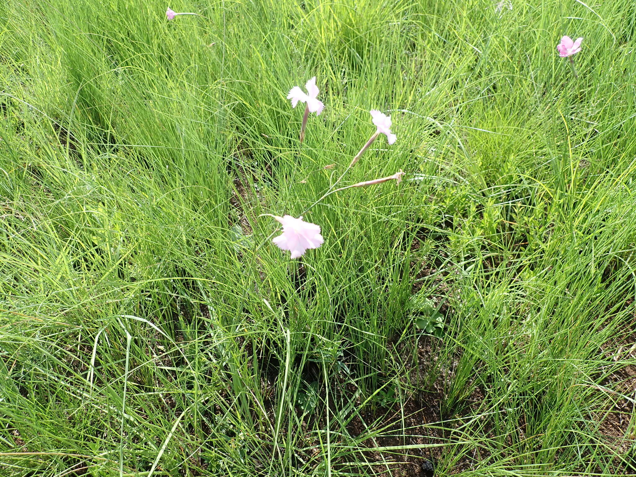 Image of Dianthus zeyheri Sond.