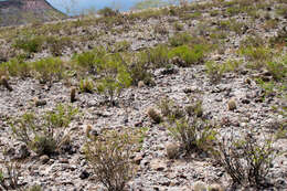 Image of Echinopsis lateritia Gürke