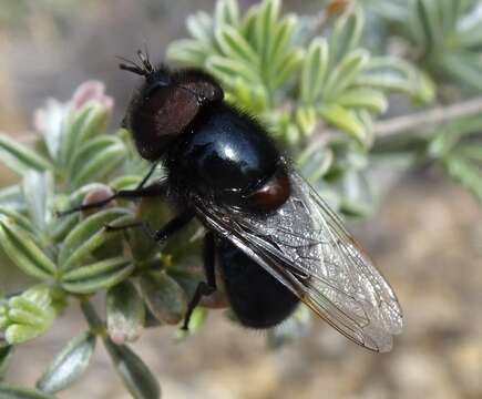 صورة Copestylum comstocki (Williston 1887)