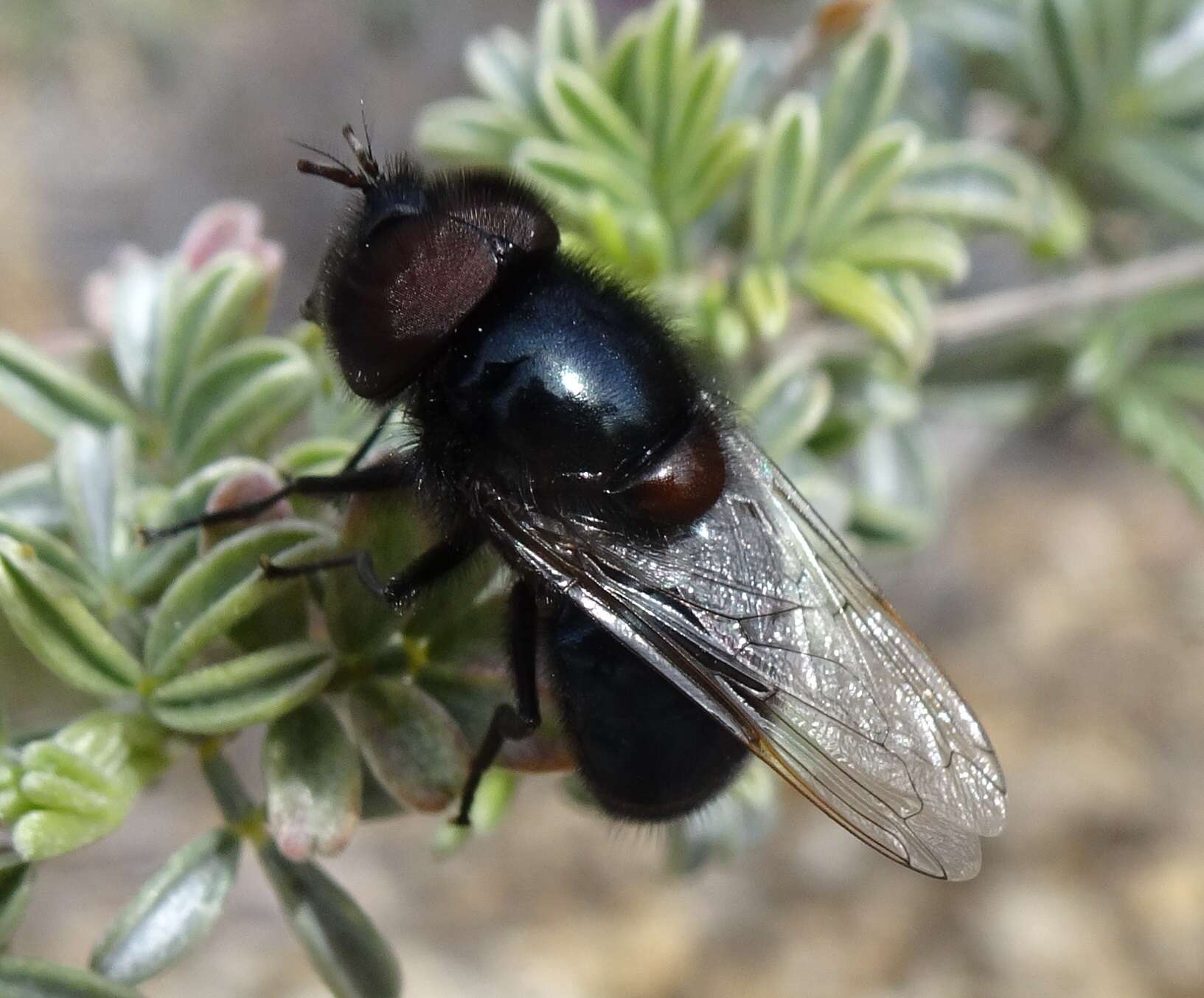 Image of Comstock's Bromeliad Fly