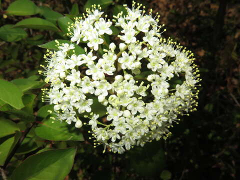 Image of Black Haw Viburnum