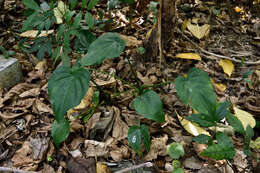 Imagem de Alocasia cucullata (Lour.) G. Don