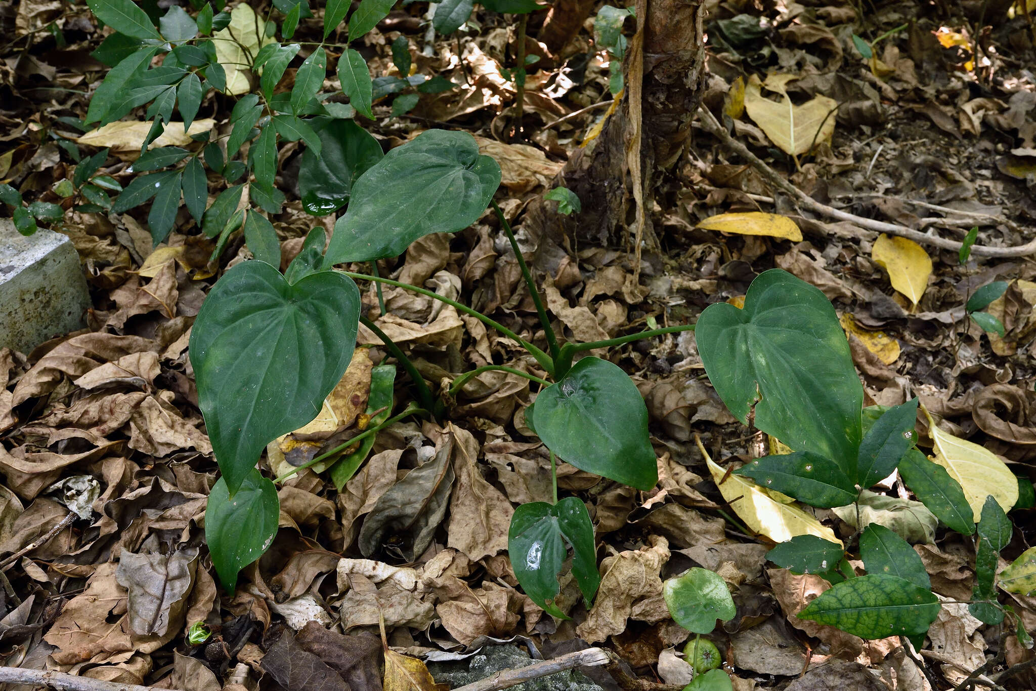 Imagem de Alocasia cucullata (Lour.) G. Don