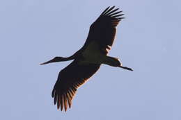 Image of Black Stork