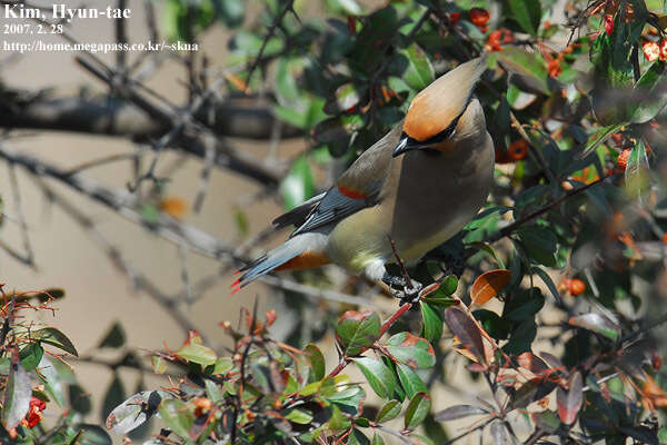 Image of Japanese Waxwing