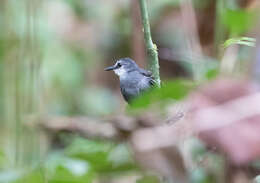 Image of White-throated Antbird